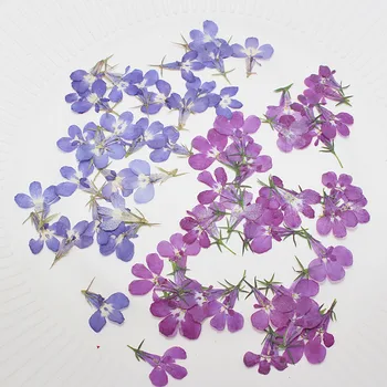 60X Apăsat Uscate Albastru/Violet Lobelia Erinus Plante cu Flori Ierbar Pentru Bijuterii carte Poștală Carte de Invitație Caz de Telefon Marcaj DIY